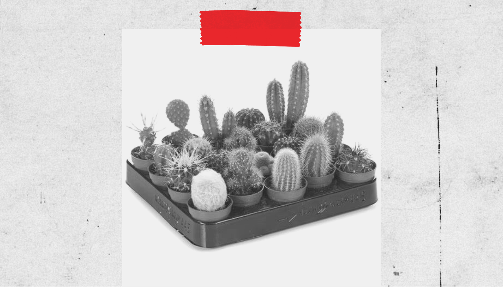 cactus-au-bureau les cactus pour votre bureau